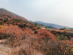 -北京西山国家森林公园