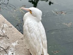 -沈阳鸟岛