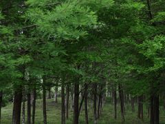-贵阳市花溪国家城市湿地公园