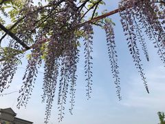 -嘉定紫藤园