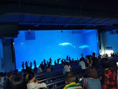 -芜湖新华联大白鲸海洋公园