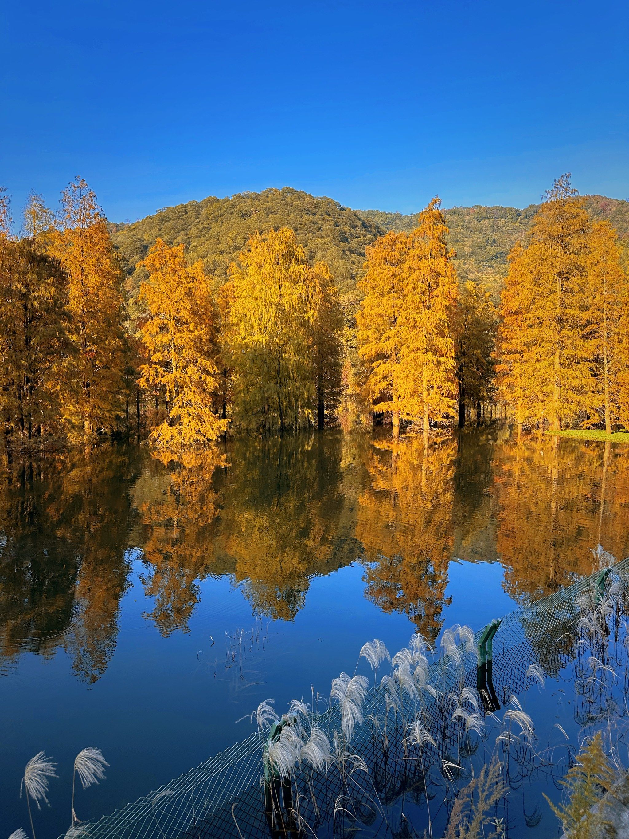 水杉林赋予的浪漫💕