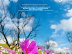 -花开海上生态园