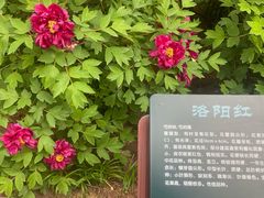 -北京市劳动人民文化宫(太庙)