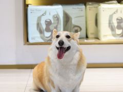 -悠尼宠物·独立低压伊珊娜洗护·美容·寄养(兰谷路店)