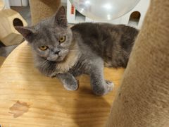 -楼上猫咖(罗湖店)
