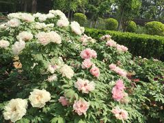 -燕郊植物园