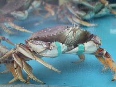 -海棠湾聚鼎香海鲜坊(海昌梦幻不夜城店)