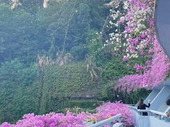 -深圳仙湖植物园