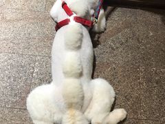 -more than meow吴止猫主题餐厅(承德 中船汇店)