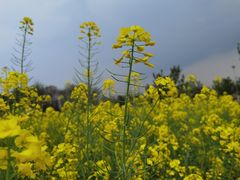 -国际非物质文化遗产博览园