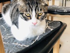 -平行世界·猫咖(首经贸店)