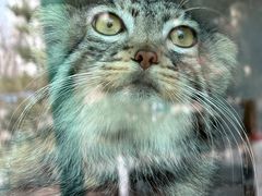 -青藏高原野生动物园