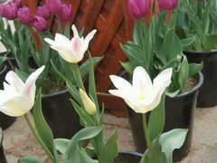 -水一方现烤鱿鱼丝大连特产(三八广场店)