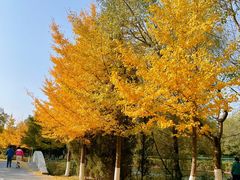 -长白岛森林公园