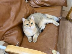 -李小姐の猫咖啡馆(五角场店)