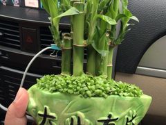-龙大花卉苗木市场