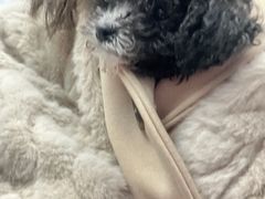 -美联众合动物医院·24h转诊中心