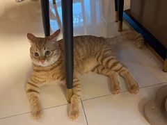 -派特宠物医院(圆融广场店)