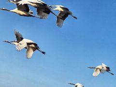 -盐城丹顶鹤湿地生态旅游区