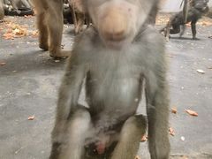 -西安秦岭野生动物园