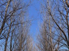 -沈阳鸟岛