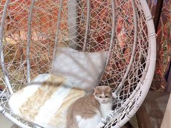 -藏猫猫咖啡主题馆(中央大道店)