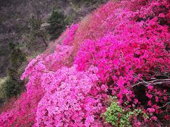 -木兰云雾山