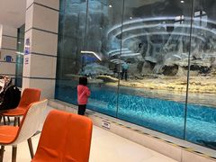 -帝企鹅自助餐厅•儿童岛•真企鹅(长隆企鹅酒店)