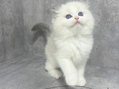 -小猫来了·猫舍(红山六九七九店)