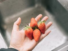 -尚田草莓姑娘白草莓采摘基地