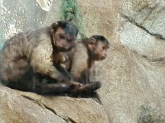 -石家庄市动物园