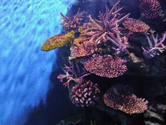 -暹罗海洋世界