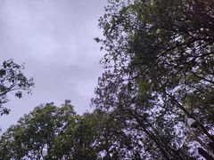 -阳台山森林公园