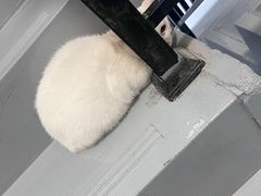 -萌兽医馆·宠物医院·猫骨科(创景店)