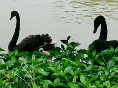 -福建鲤鱼洲酒店