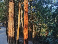 -火炉山森林公园