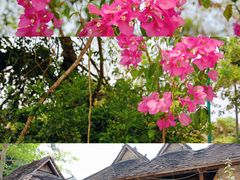 -西双版纳傣族园