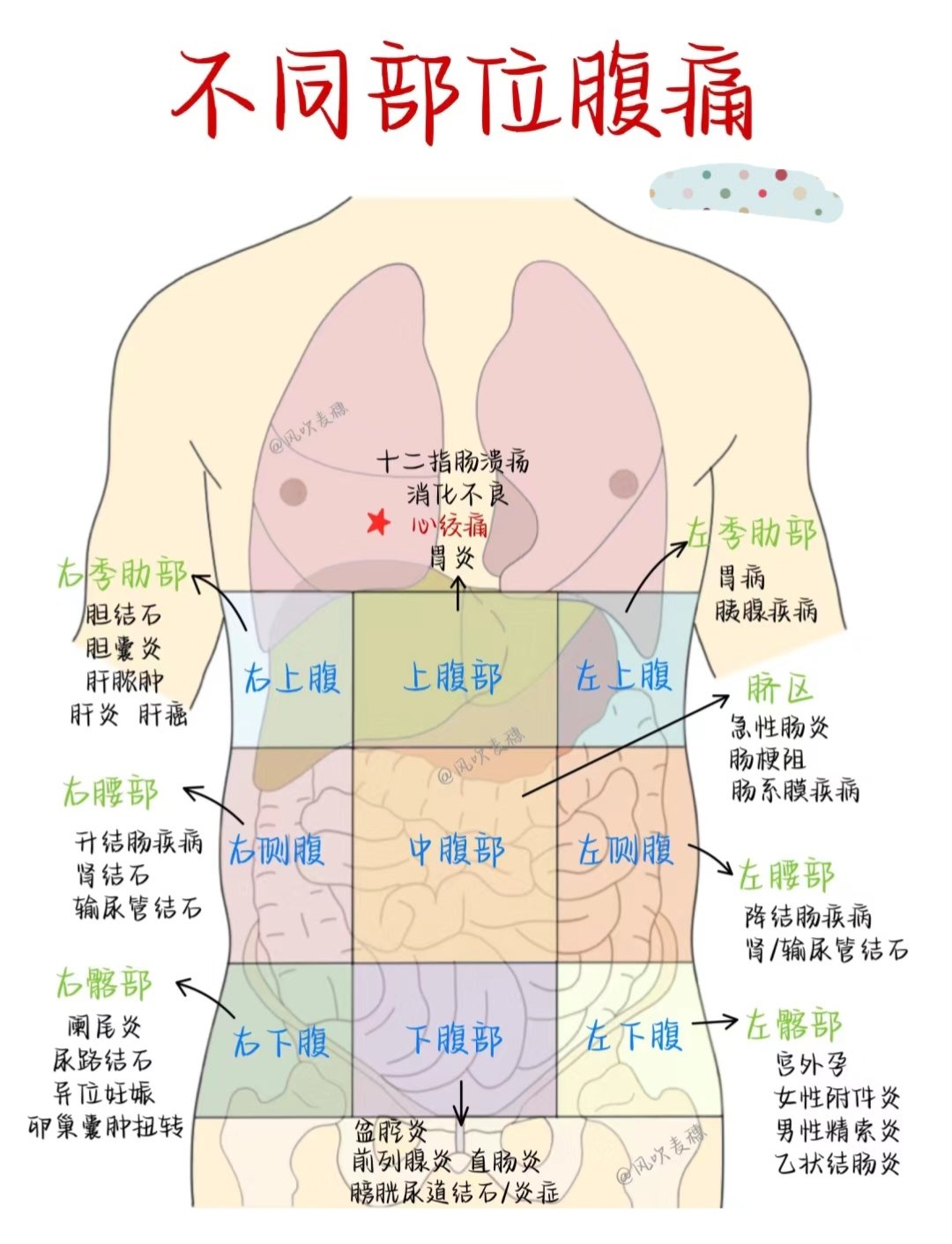 不同部位腹痛图