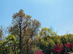 -上海海湾国家森林公园