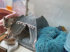 -糯米喵星人总部直营旗舰店·猫舍·幼猫出售