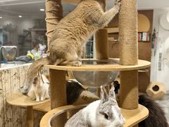 -楼上猫咖(罗湖店)