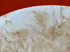 -三百碗宝应长鱼面(板仓街店)