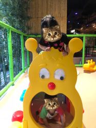 -奇幻丛林(佛罗伦萨小镇店)