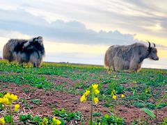 -青海湖国家重点风景名胜区