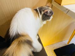 -喵园·猫主题咖啡厅·撸猫·猫咖(国贸店)