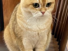 -有猫主题·治愈系猫咖(曾厝垵店)