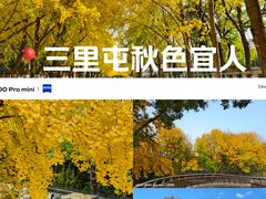 -三里屯东五街银杏大道