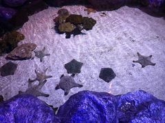 -暹罗海洋世界