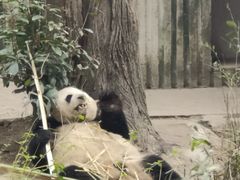 -成都动物园